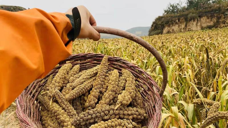 2022年陕北米脂县山地新小米已上线，地理标志性农产品
