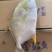 北部湾深海金鲳鱼