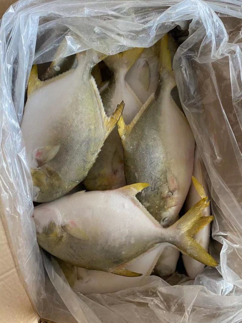 北部湾深海金鲳鱼