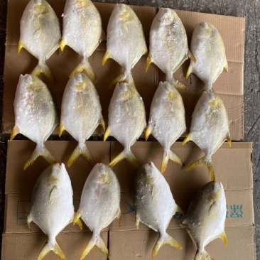 北部湾深海金鲳鱼