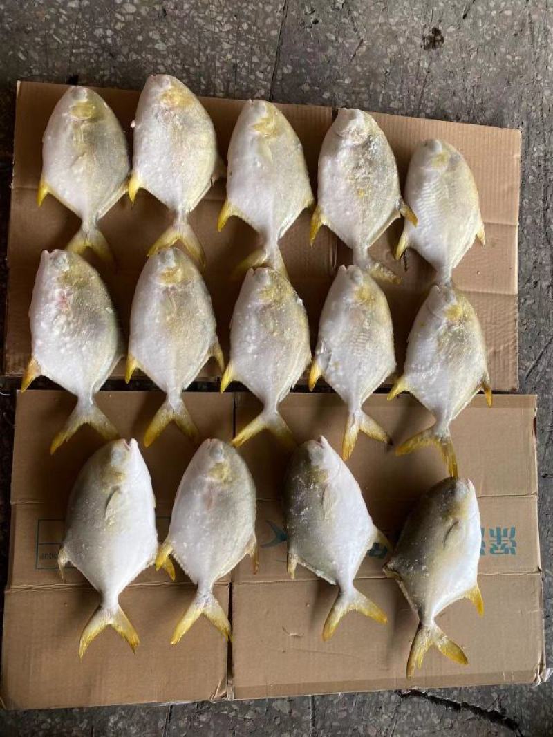 北部湾深海金鲳鱼
