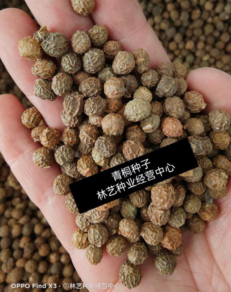 青桐青桐树种子青皮梧桐树种子法国梧桐树种子法桐种子