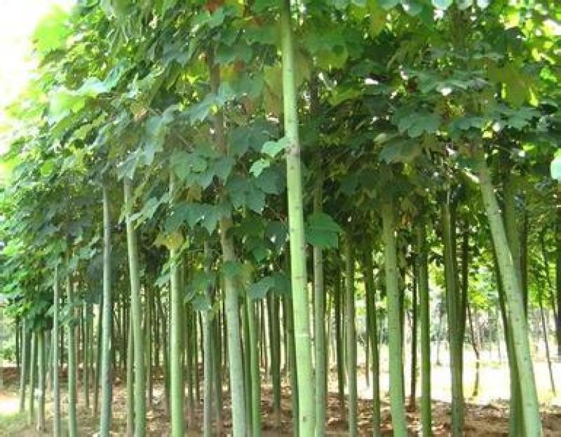 青桐青桐树种子青皮梧桐树种子法国梧桐树种子法桐种子