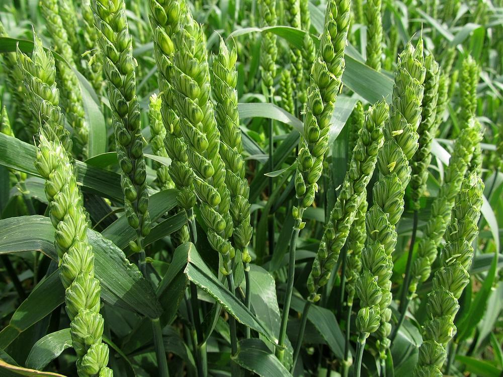 小麦田间管理图