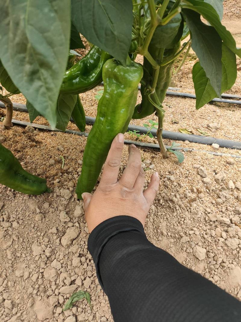 辣椒代办301青皮河南上蔡县龚垒万亩大棚，支持打箱，装框