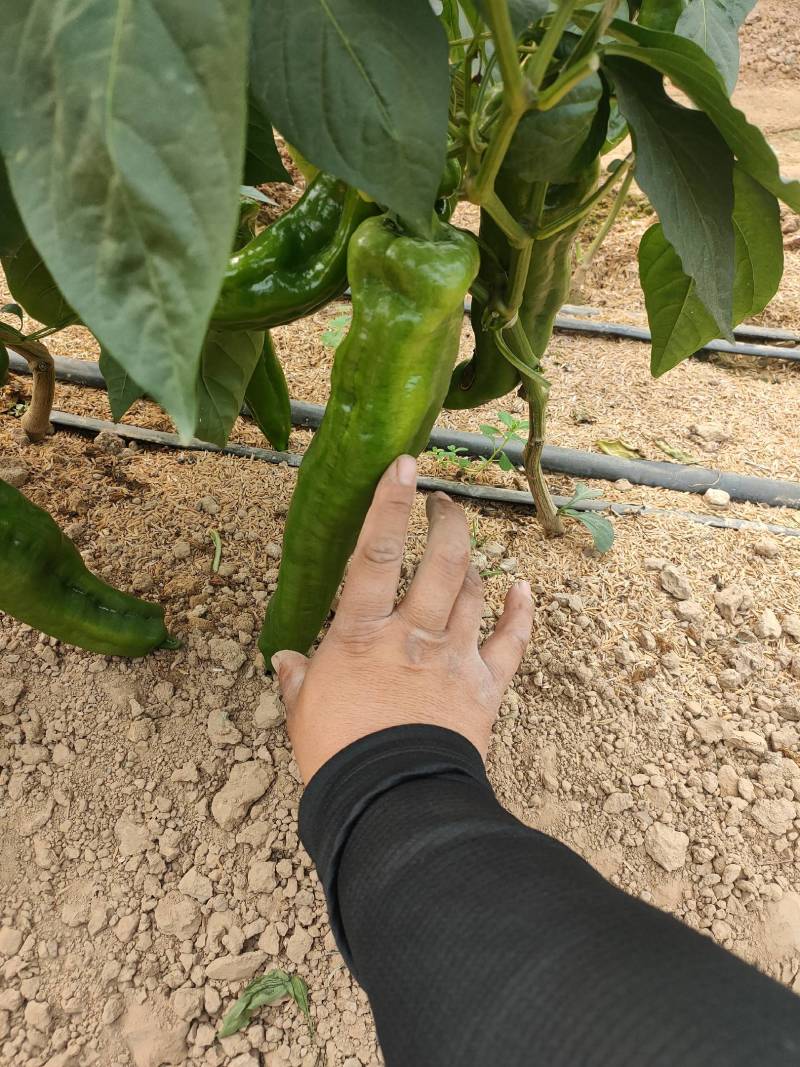 辣椒代办，小皱皮辣椒龚垒瓜果蔬菜交易行装箱，装框