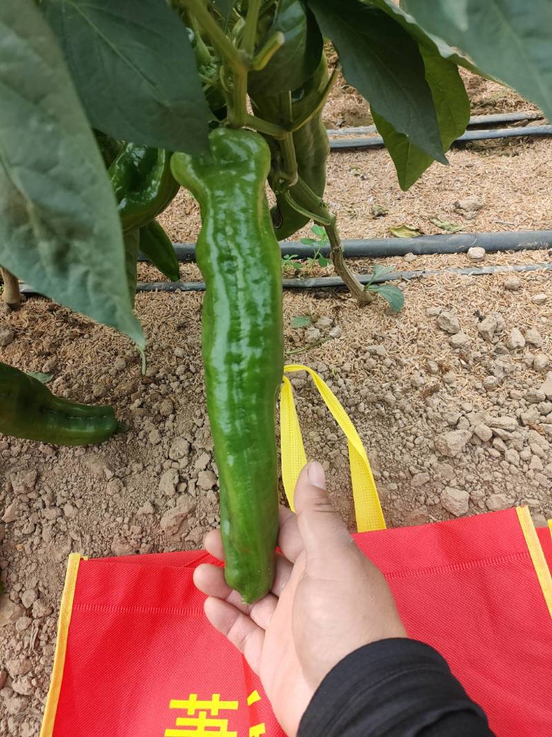 辣椒代办，小皱皮辣椒龚垒瓜果蔬菜交易行装箱，装框