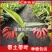 粉香蕉苗，抗病毒香蕉苗，苹果香蕉苗，巴西香蕉苗，粉蕉苗。