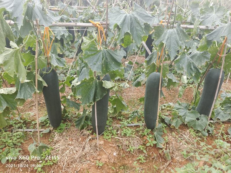 福建基地黑皮冬瓜、基地专业种冬瓜
