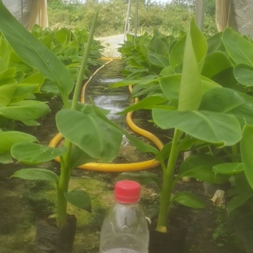 粉香蕉苗，抗病毒香蕉苗，苹果香蕉苗，巴西香蕉苗，粉蕉苗。