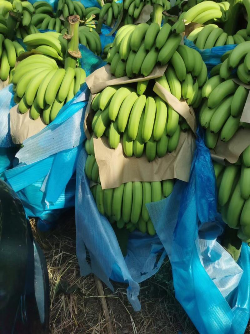 产地香蕉直销果皮干净适合团购电商一件代发市场批发