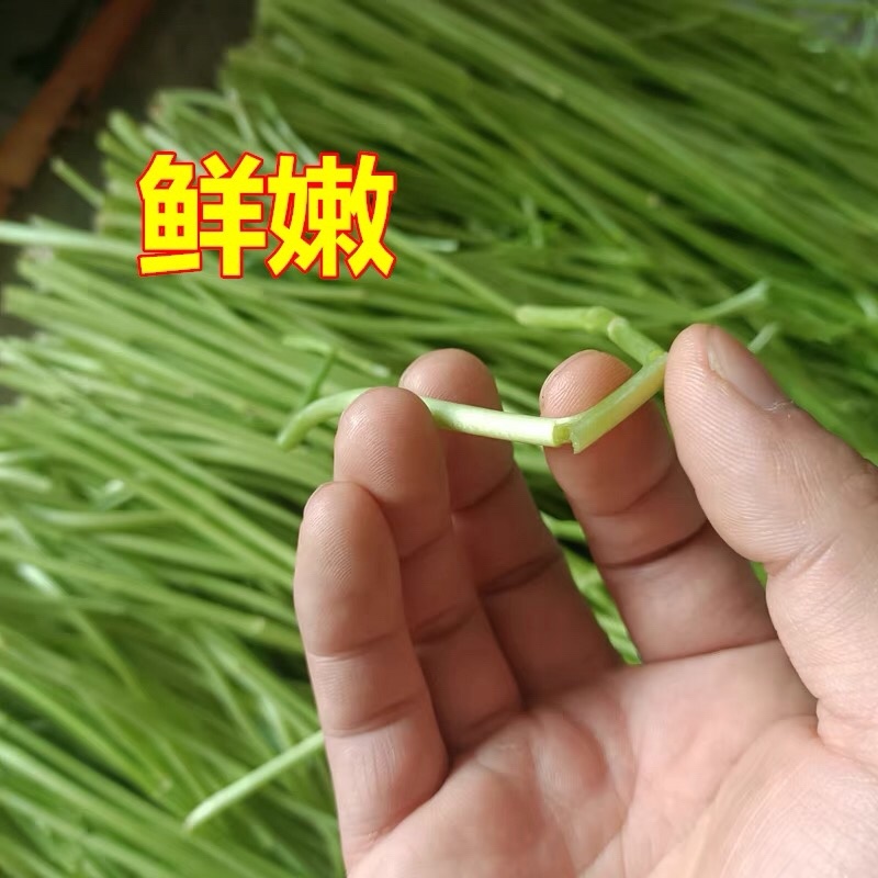 湖北省洪湖市泥蒿万亩基地、欢迎各电商合作《支持一件代发