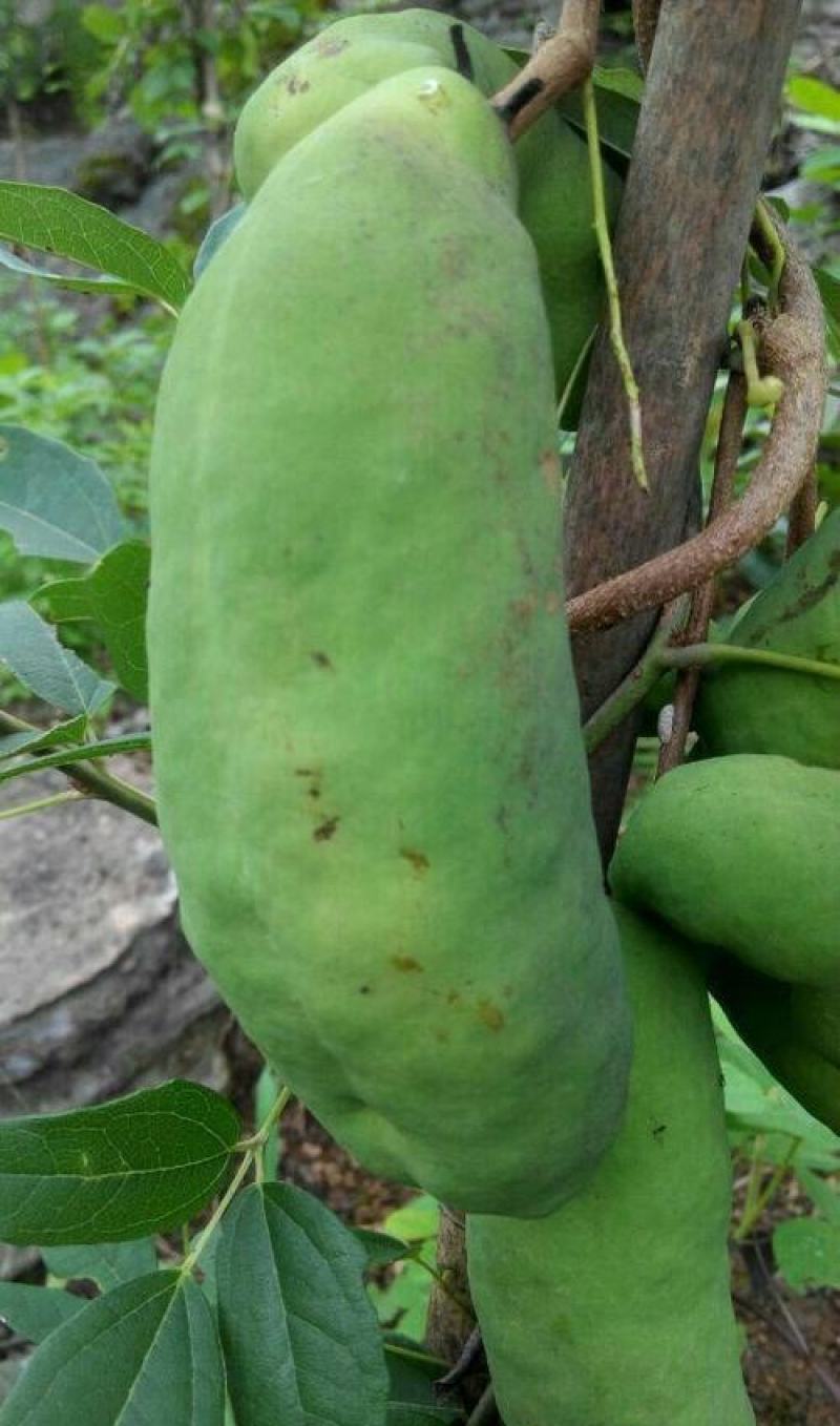 八月瓜种子春秋冬季庭院种植爬藤植物吃水果八月瓜八月炸腰果