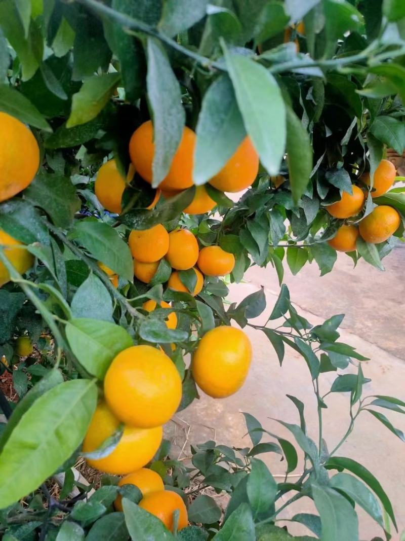 广西崇左沃柑大量上市，味甜欢迎电商采购