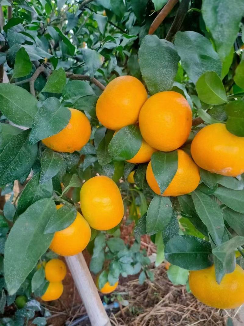 广西崇左沃柑大量上市，味甜欢迎电商采购