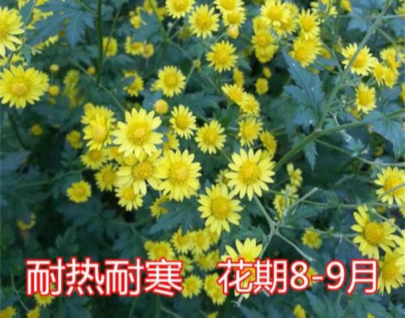 野菊花种子可药用泡茶菊花茶籽阳台庭院多年生花卉植物盆栽