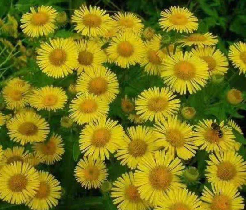 野菊花种子可药用泡茶菊花茶籽阳台庭院多年生花卉植物盆栽
