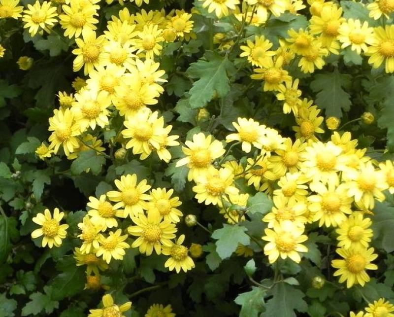 野菊花种子可药用泡茶菊花茶籽阳台庭院多年生花卉植物盆栽