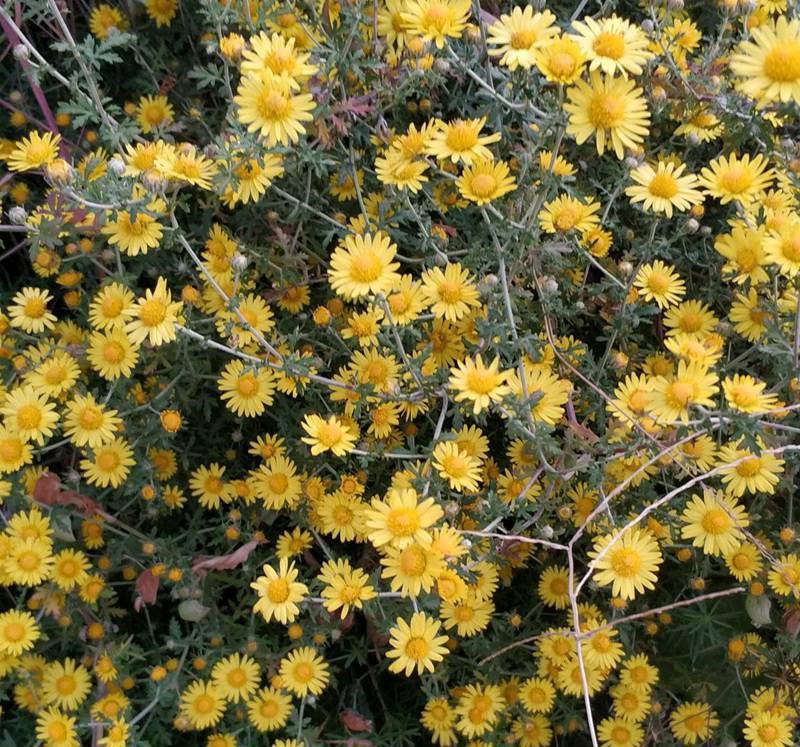 野菊花种子可药用泡茶菊花茶籽阳台庭院多年生花卉植物盆栽