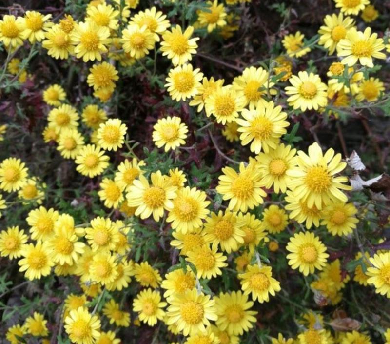 野菊花种子可药用泡茶菊花茶籽阳台庭院多年生花卉植物盆栽