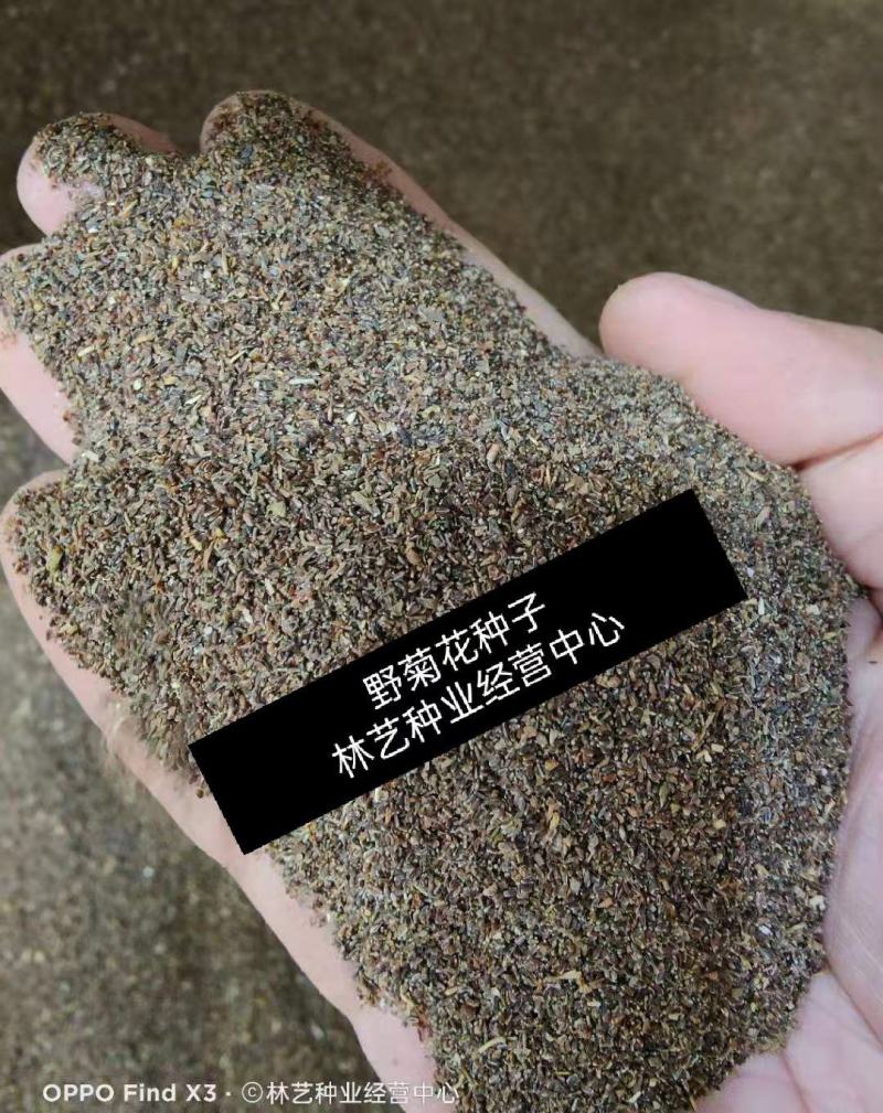 野菊花种子可药用泡茶菊花茶籽阳台庭院多年生花卉植物盆栽