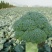 【热销】西兰花，优质新鲜，产地出货，无中间费用，品质好