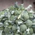 【热销】西兰花，优质新鲜，产地出货，无中间费用，品质好