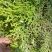 侧柏种子黄柏香柏扁柏扁桧香树香柯树荒山绿化行道树种籽