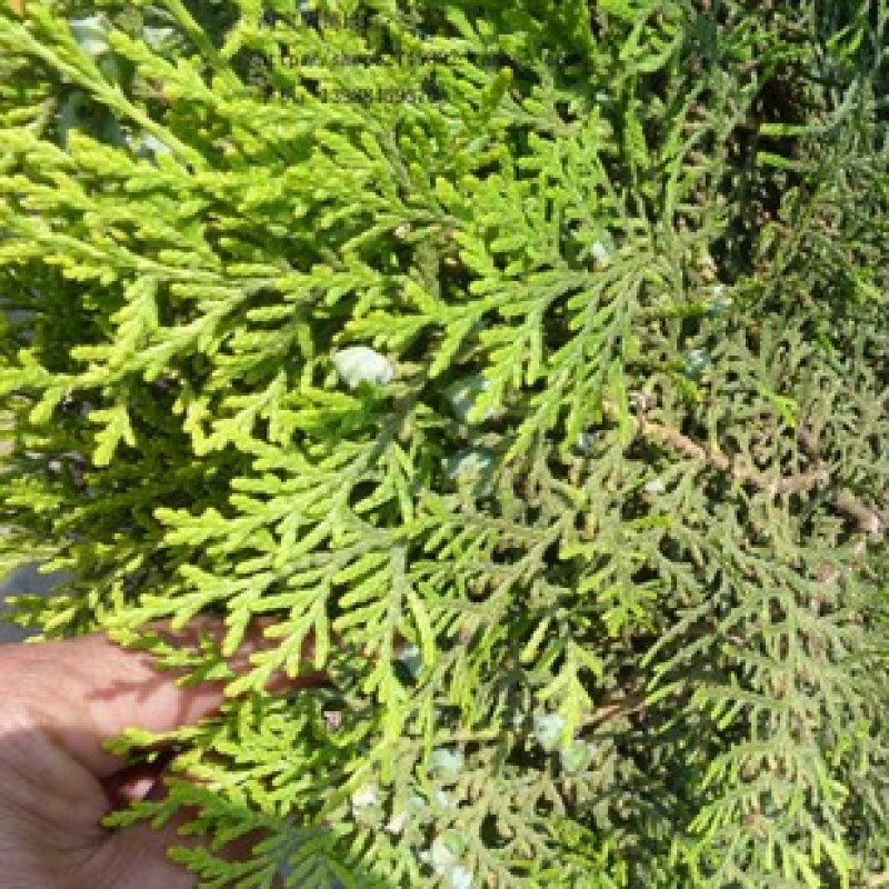 侧柏种子黄柏香柏扁柏扁桧香树香柯树荒山绿化行道树种籽