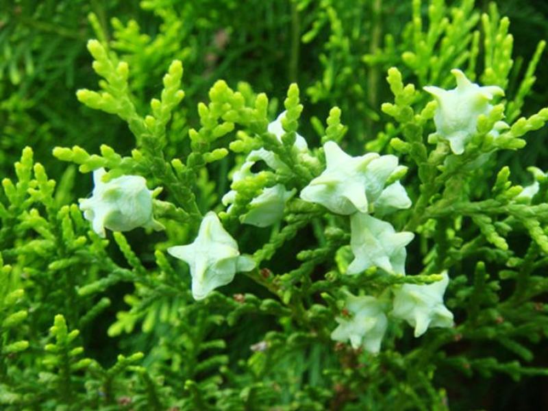 侧柏种子黄柏香柏扁柏扁桧香树香柯树荒山绿化行道树种籽