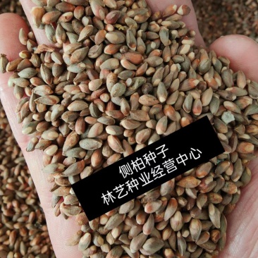 侧柏种子黄柏香柏扁柏扁桧香树香柯树荒山绿化行道树种籽