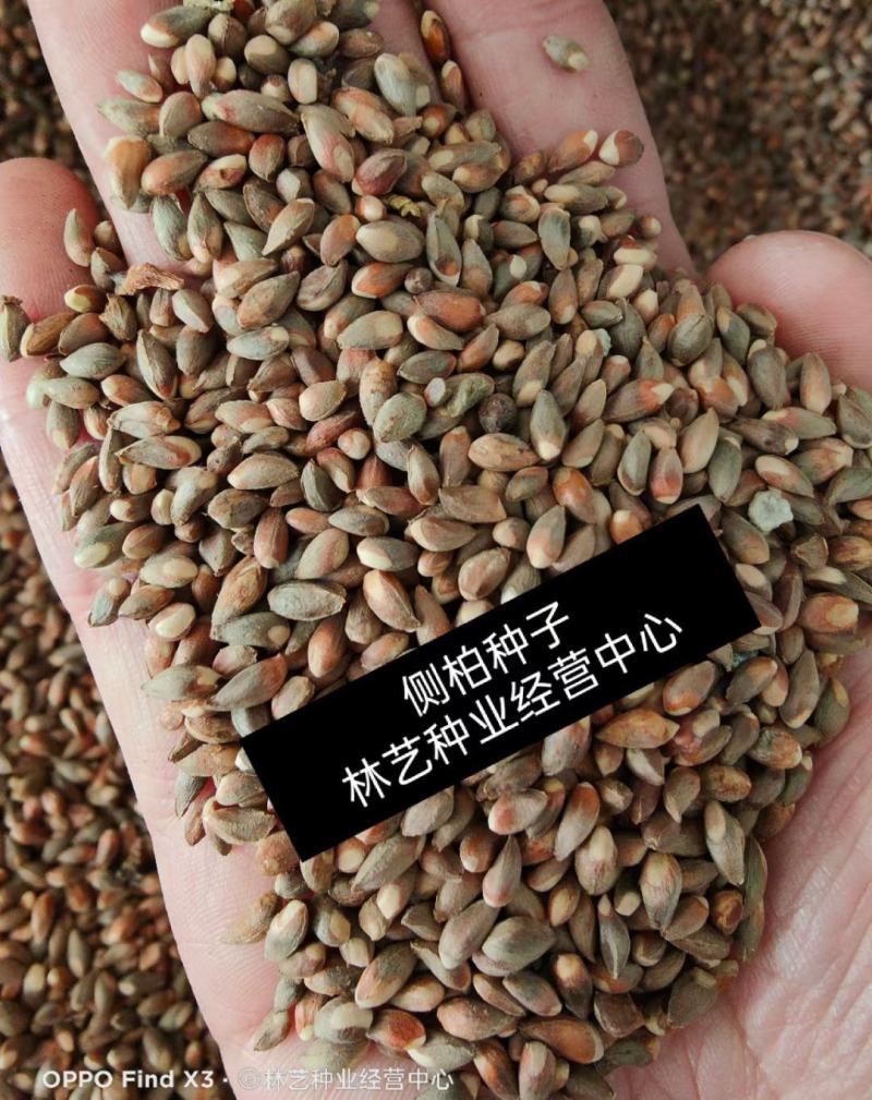 侧柏种子黄柏香柏扁柏扁桧香树香柯树荒山绿化行道树种籽