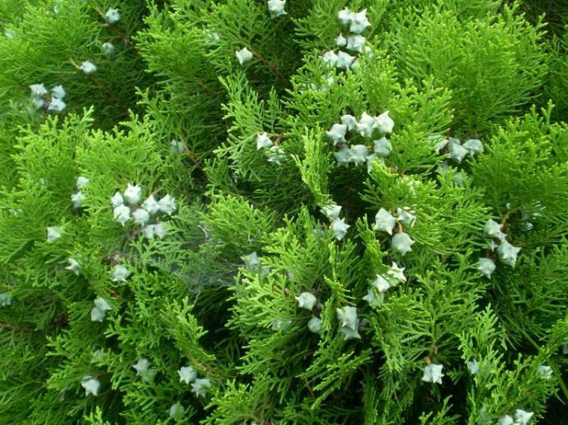 侧柏种子黄柏香柏扁柏扁桧香树香柯树荒山绿化行道树种籽
