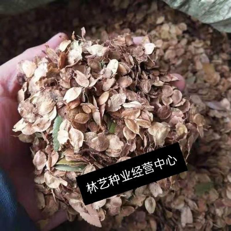 新采榔榆种子榔榆树种子小叶榆种子秋榆种子林木种子