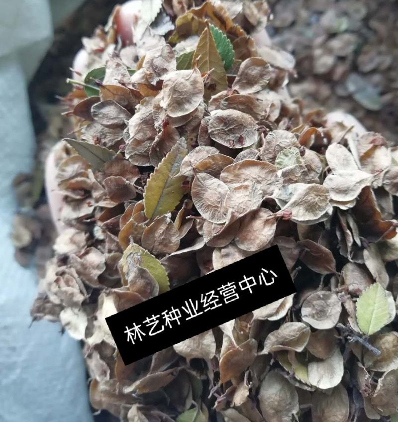新采榔榆种子榔榆树种子小叶榆种子秋榆种子林木种子
