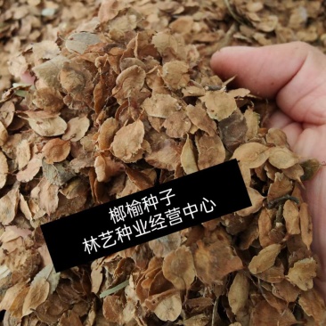 新采榔榆种子榔榆树种子小叶榆种子秋榆种子林木种子