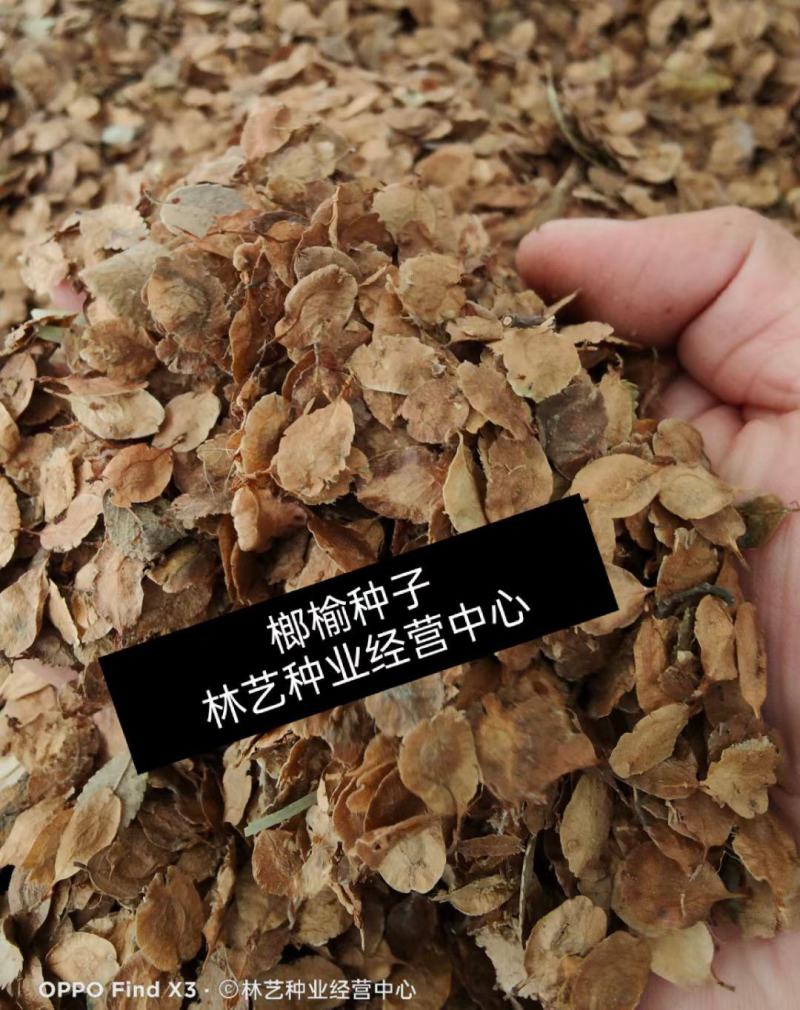 新采榔榆种子榔榆树种子小叶榆种子秋榆种子林木种子