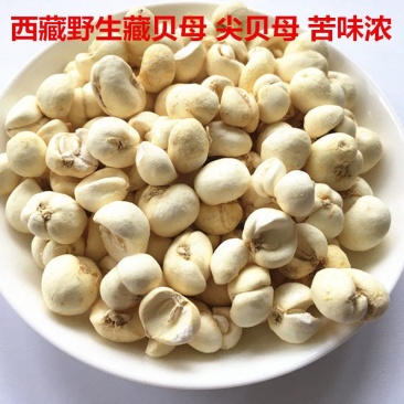 藏贝母西藏藏贝母贝母藏尖贝味苦贝母藏贝母