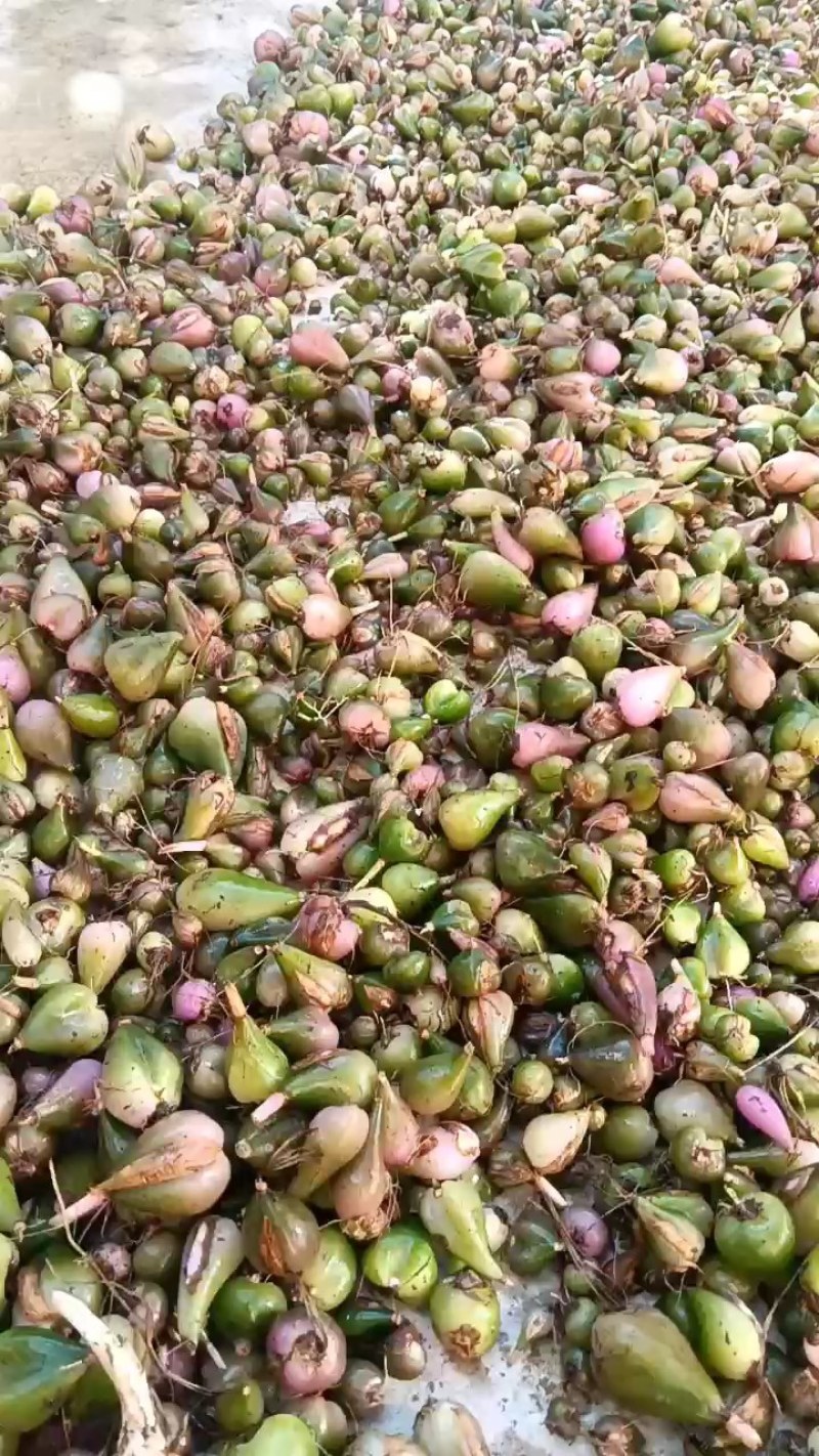 冰球子需要购买的联系我质量保证