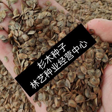 新釆杉木种子冷杉柳杉种子落羽杉种子刺杉杉树种子绿化苗木种