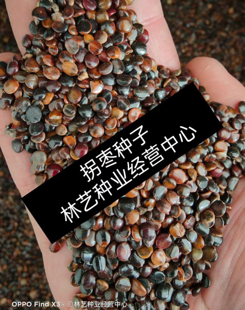 拐枣种子万寿果枳椇种子万子梨枣种子庭院栽野生果