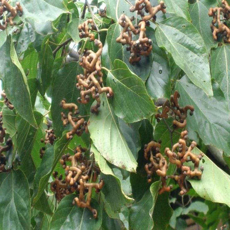 拐枣种子万寿果枳椇种子万子梨枣种子庭院栽野生果