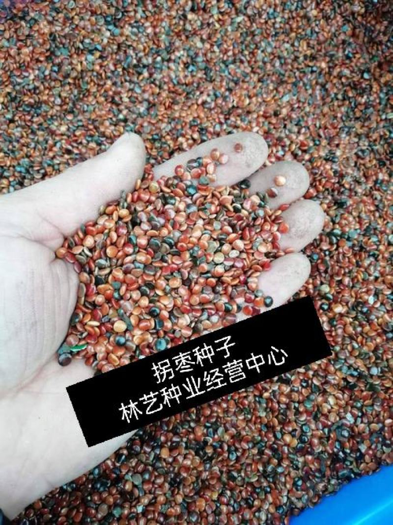 拐枣种子万寿果枳椇种子万子梨枣种子庭院栽野生果