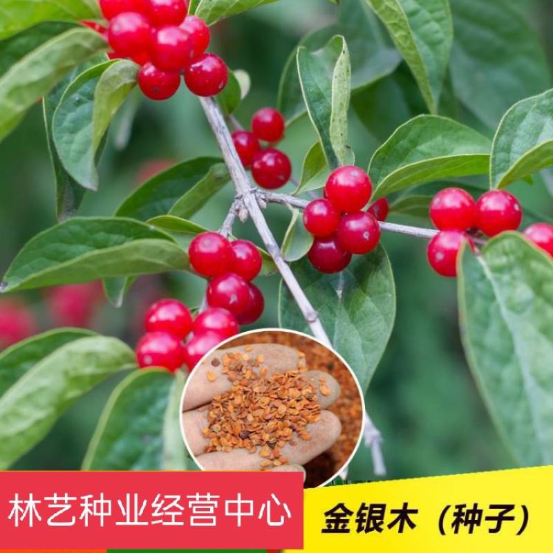 金银木种子金银木树金银木金银忍冬胯