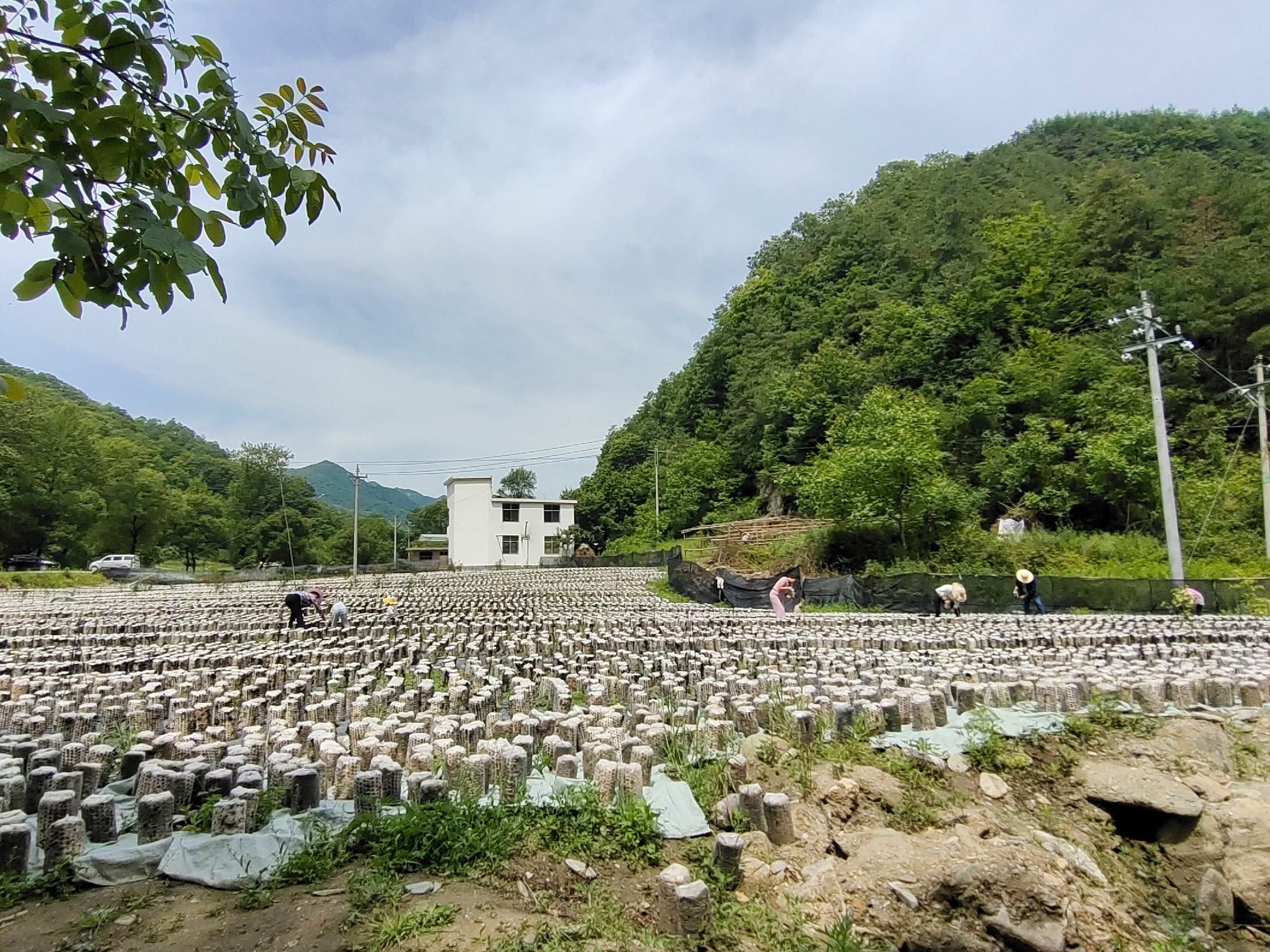 一片位于山林间的黑山耳把栽培基地,菌棒整齐排列于地面,覆盖着微润的松针层;部分菌棒已长出成簇的黑色丑耳,耳把清晰可见;周围树木葱郁,空气湿度高,体现生态有机种植环境 林下仿野生栽培场景