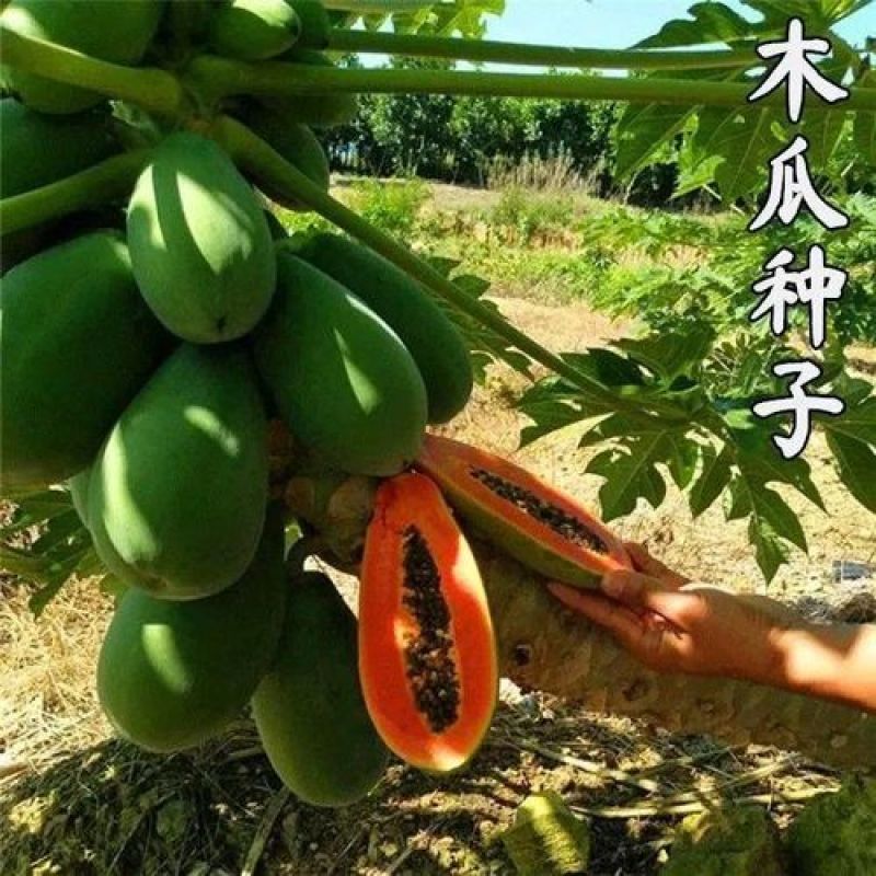 木瓜种子台湾木瓜种子高产奶油木瓜种籽四季播种庭院田园水果