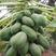 木瓜种子台湾木瓜种子高产奶油木瓜种籽四季播种庭院田园水果
