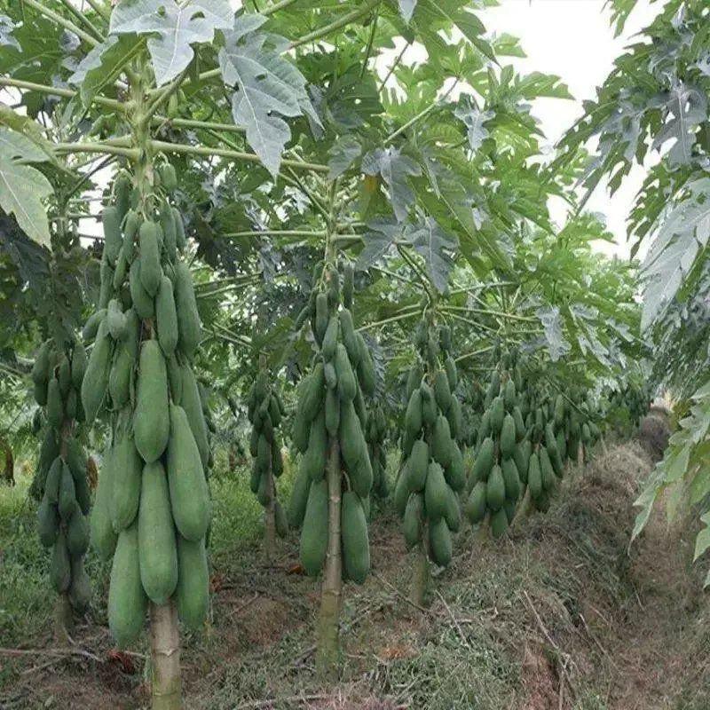 木瓜种子台湾木瓜种子高产奶油木瓜种籽四季播种庭院田园水果