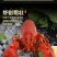 顺丰包邮熟冻波士顿龙虾鲜活捕捞大龙虾波龙中高端海鲜