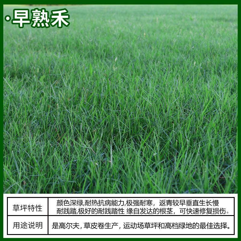 草坪草籽四季常青马尼拉护坡种子庭院绿化